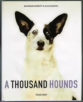 A THOUSAND HOUNDS